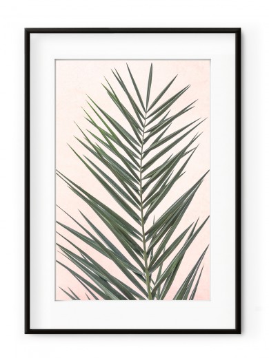 Tablou Light Pink Palm Leaf Aluminium Noir