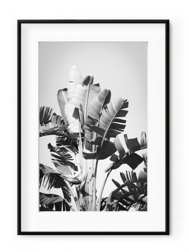 Tablou Tropical Forest Aluminium Noir