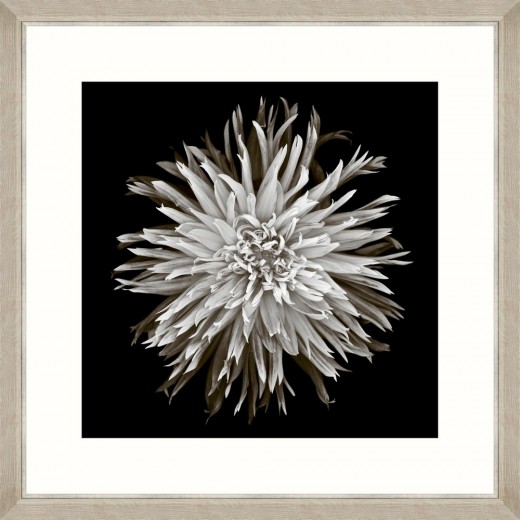 Tablou Framed Art Dahlia Blossom 