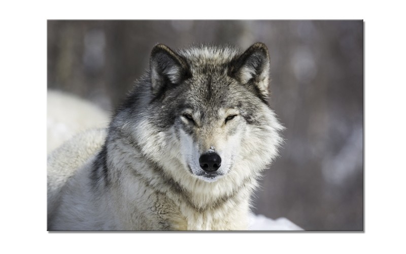 Tablou Sticla Glasspik Wolf, 80x120 cm
