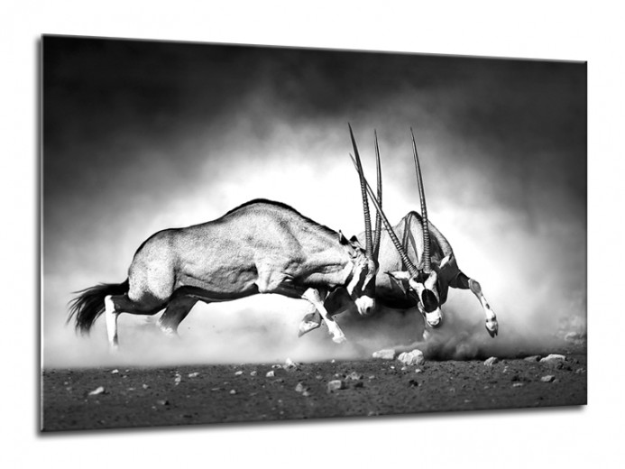 Tablou Sticla Glasspik Gazelle, 70x100 cm