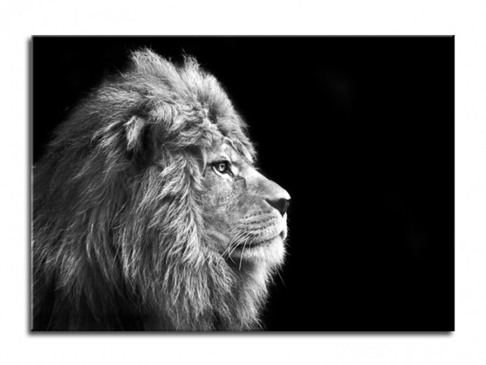 Tablou Sticla Glasspik Lion, 70x100 cm