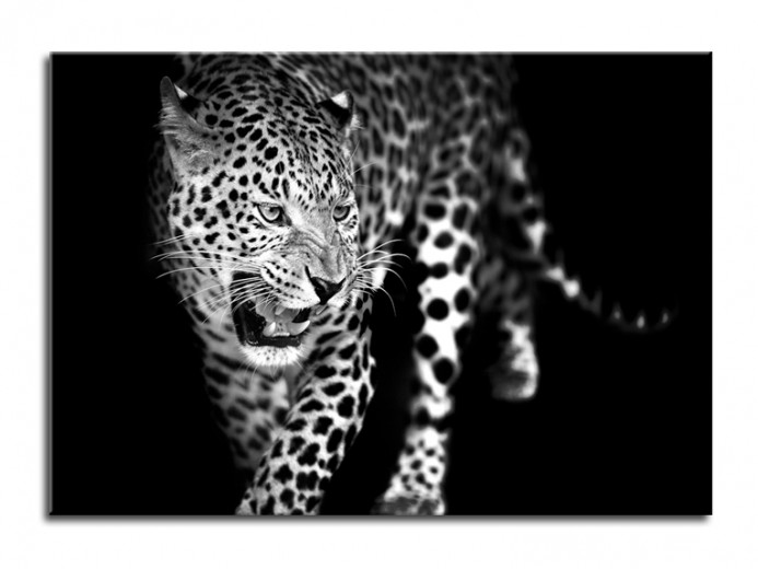 Tablou Sticla Glasspik Leopard I, 70x100 cm