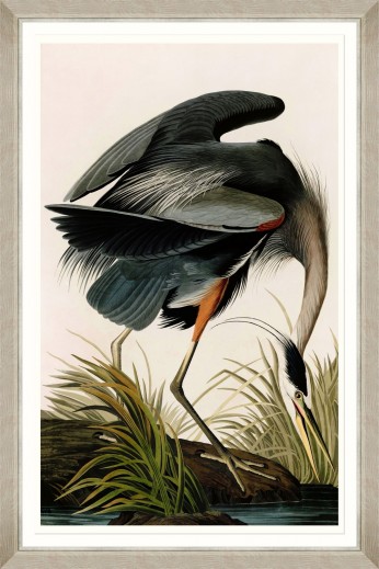 Tablou Framed Art Great Blue Heron By Audubon 