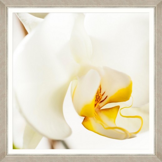 Tablou Framed Art Orchid Bloom I