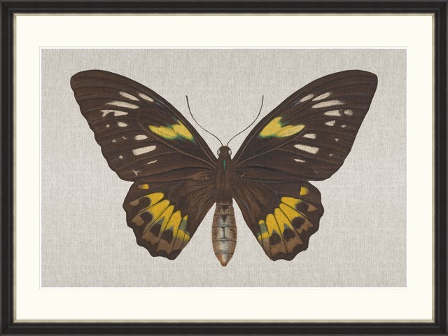 Tablou Framed Art Ornithoptera Pegasus