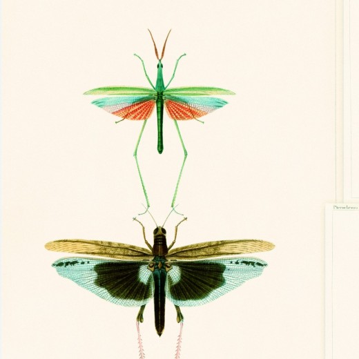 Set 3 role Tapet Imprimat Digital Entomology Green 