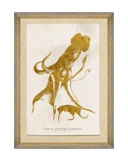 Tablou Framed Art Caribbean Sea Life - Cephalapoda, 50 x 70 cm