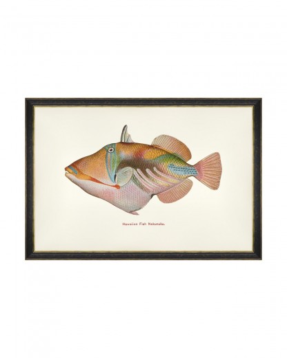 Tablou Framed Art Fishes Of Hawaii - Nakunuku Fish, 60 x 40 cm