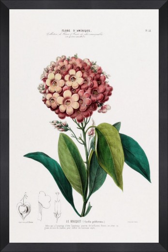 Tablou Framed Art Flore Amerique IX