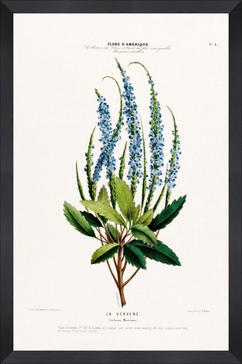 Tablou Framed Art Flore Amerique V