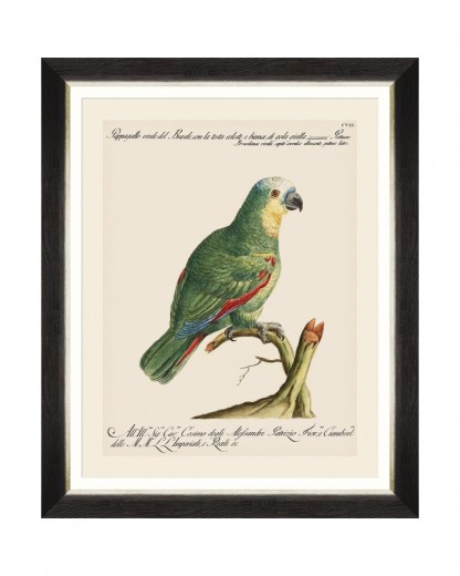 Tablou Framed Art Parrots Of Brasil I, 40 x 50 cm