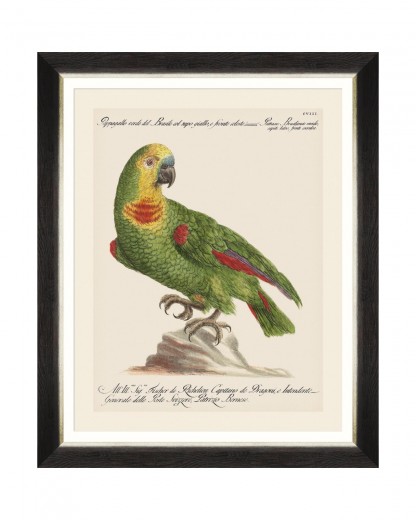 Tablou Framed Art Parrots Of Brasil II, 40 x 50 cm