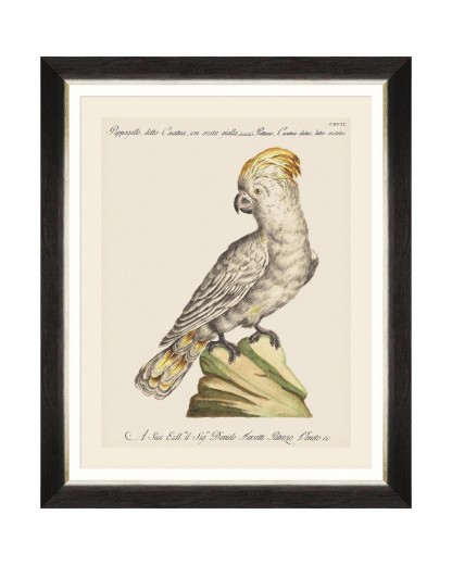 Tablou Framed Art Parrots Of Brasil III, 40 x 50 cm