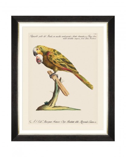 Tablou Framed Art Parrots Of Brasil IV, 40 x 50 cm