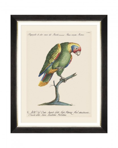 Tablou Framed Art Parrots Of Brasil IX, 40 x 50 cm