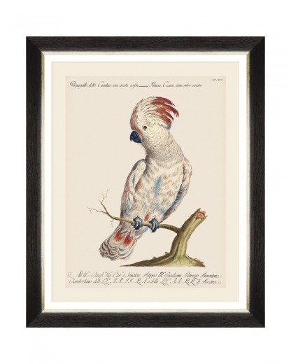 Tablou Framed Art Parrots Of Brazil VIII, 40 x 50 cm