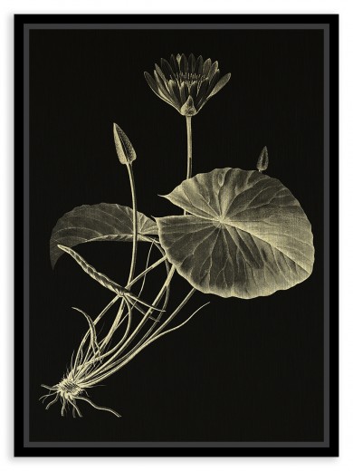 Tablou pe metal striat auriu Egyptian Lotus By F. Jomard