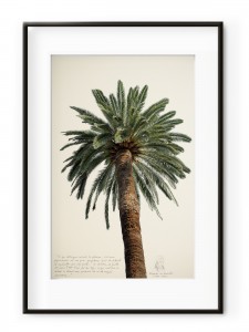 Tablou Grands Palmiers II Aluminium Noir