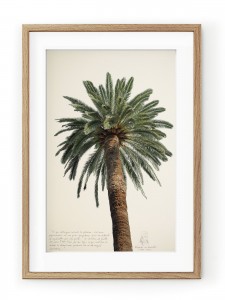 Tablou Grands Palmiers II Oak
