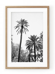 Tablou Grands Palmiers Oak