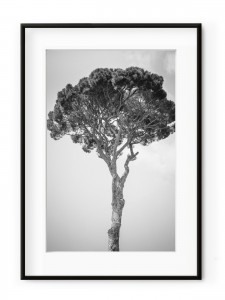 Tablou Grand Pin II Aluminium Noir