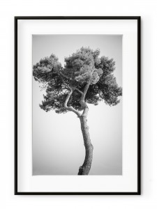 Tablou Grand Pin Aluminium Noir