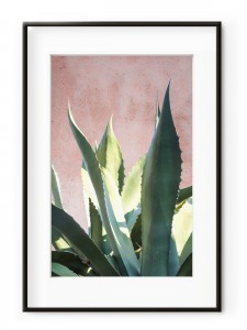 Tablou Plants on Pink Aloe Aluminium Noir