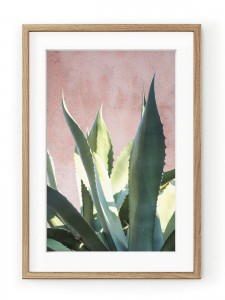 Tablou Plants on Pink Aloe Oak