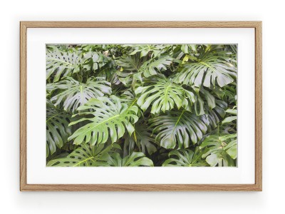 Tablou Monstera Leaves Oak