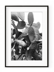 Tablou Black & White Cactus Aluminium Noir