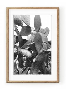 Tablou Black & White Cactus Oak