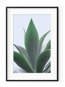Tablou Plant on Blue Dracanea Aluminium Noir