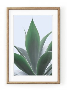 Tablou Plant on Blue Dracanea Oak