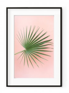 Tablou Palm on Pink Aluminium Noir