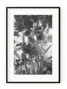 Tablou Tropical Forest II Aluminium Noir