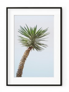 Tablou Minimal Yucca Aluminium Noir