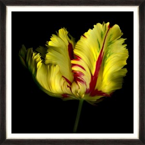 Tablou Framed Art Beautiful Tulip I 