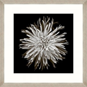 Tablou Framed Art Dahlia Blossom 