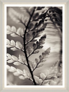Tablou Framed Art Dramatic Fern I 