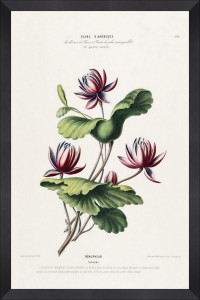 Tablou Framed Art Flore Amerique XIII