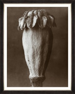 Tablou Framed Art Papaver Orientale By Blossfeldt 