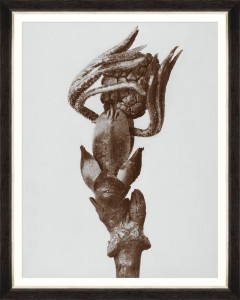 Tablou Framed Art Sambusus By Blossfeldt 