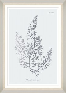 Tablou Framed Art Silver Coral IV