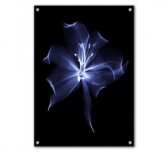 Tablou Acrilic Black Flower of Smoke