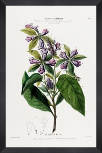 Tablou Framed Art Flore Amerique VIII