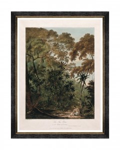 Tablou Framed Art Trees Of Krakatoa - The Fan Palm, 60 x 80 cm