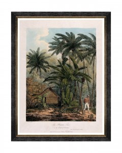 Tablou Framed Art Trees Of Krakatoa - The Plantain Tree, 60 x 80 cm