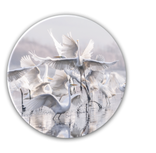 Tablou Sticla Glasspik Ringart GR011 Herons, Ø70 cm