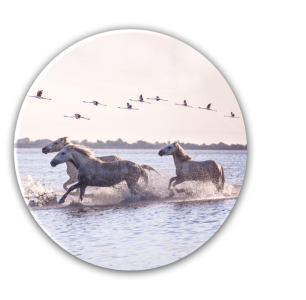 Tablou Sticla Glasspik Ringart GR014 Horses, Ø70 cm